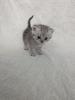 Sechs süße BKH Kitten geb. 06.05.23 suchen ab Ende Juli ein neues Zuhause