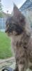große Maine Coon Dame,  mit Papieren/  kastriert
