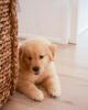 Golden Retriever Welpen zu verkaufen