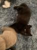 Bkh kitten reinrassig !!