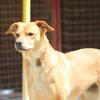 Ema sucht ein Zuhause
