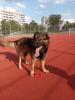 Charly sucht dringend ein neues Zuhause