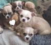 Süsse Chihuahua shitzu Mix Welpen