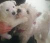 West Highland Terrier Welpen reinrassig