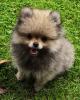 Pomeranian /  Zwergspitz Welpen mit Stammbaum suchen ein neues Liebevolles zuhaus