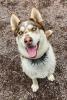 Runa - Husky Mischling - lieb,  aktiv