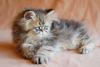 2 süße golden tabby Perserjungen ab ende Oktober abzugeben