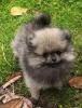 Pomeranian /  Zwergspitz Welpen mit Stammbaum suchen ein neues Liebevolles zuhaus