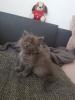 Perser BKH Babys 