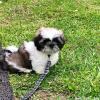 Reinrassige Shih Tzu-Welpen
