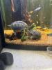 2 Moses Schildkröten,  mit einem 80 cm Aquarium