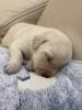 Labrador Welpen,  reinrassig,  Babylabradore
