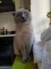 Britisch-Kurzhaar/ scottish-fold-shorthair – Mischlingskatze,  hellgrau  