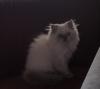 Perser,  Kitten,  Kater,  Colourpoint,  blaue Augen