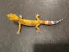 Biete Leopardgecko Nachzuchten 2023 und 2022 (Eublepharis macularius) bei Hambur