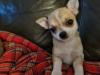 Chihuahua Welpe Monty 