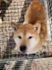 Kiwaki - Shiba Inu Mischling - freundlich,  verträglich