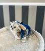 BKH (Britisch Kurz Haar) Kitten
