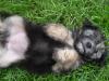 Chinesischer Crested Hund - Powder Puff Mädchen