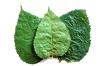 10 Maulbeerblätter ( Mulberry Leaves ) für Garnelen,  Krebse und Posthornschnecke