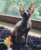 Wunderschönes Cornish Rex Katerchen in chocolate