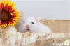 Zauberhafte,  zahme Goldhamster und Teddyhamster