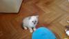 bkh  kater  blue point  