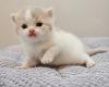 BKH/ Britisch Langhaar Kitten