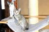 Katzenbaby,  Katzenkinder,  Kitten,  Kätzchen ABGABE