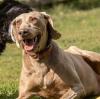 Zeus...aktiver,  verträglicher Hundemann