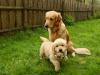 Golden Retriever Rüde mit Papieren