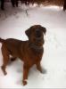 Mastiff-Rottweiler Deckrüde