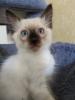 Thai Kitten,  Siam Kitten