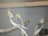 Verkaufe zuchtreife Nymphensittiche und neues Vogelzubehör