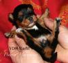 VDH Havaneser Welpen aus NRW Tele. 02382/ 803166 Havaneserwelpen Hundewelpen