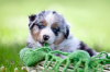Grateful-Ranch Australian Shepherd  Wurfankündigung