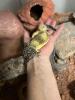 2 Geckos,  da ich das Hobby aufgeben muss