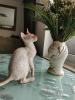 Wunderschönen Cornish Rex Lockenkatzen