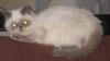 Colourpoint,  Exotic Shorthair,  blaue Augen,  Katze,  Jungtier