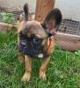 Französische Bulldoggen Welpen 