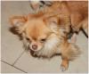 Hochtypvoller Chihuahua DECKRÜDE !!!KEIN VERKAUF!!! 1, 6 kg 
