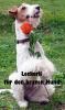 Hundesalon,  Hundeausbildung,  Hundeschule