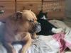 wunderschöne Hundewelpen in Familienbande
