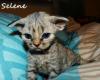 Devon Rex Kätzchen mit Stammbaum