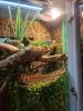 Grünen Leguan mit Terrarium