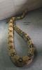 Verkaufe zwei Boa Constrictor Imperator (Abgottschlange)