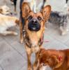 Geronimo...freundlich,  clever,  sanft und liebenswert
