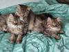 4 Süßes BKH und BLH-Kitten !