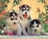 Siberian Husky Welpen.