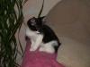 4 niedliche Katzenkinder (Hauskatzen schwarz-weiß) kostenlos abzugeben